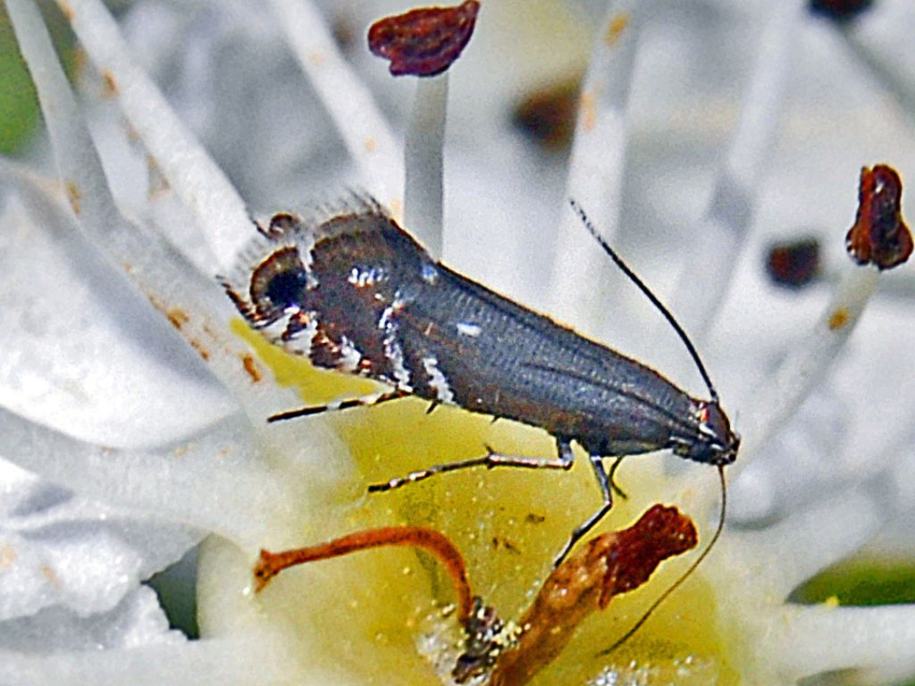 Glyphipterigidae: Glyphipterix simpliciella